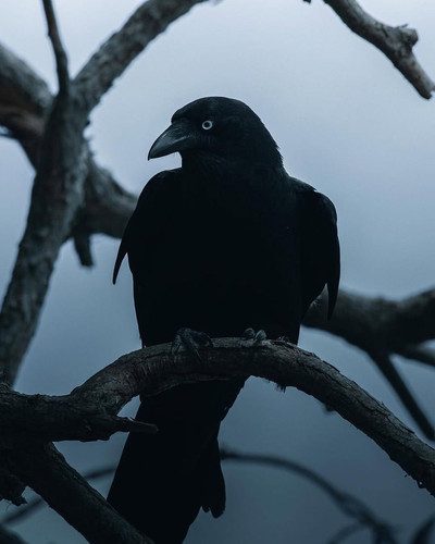 🖤 Crow. Which one is your favoritePhoto by @christine.c.w #folkscenery #bird #birdphotography #.jpg