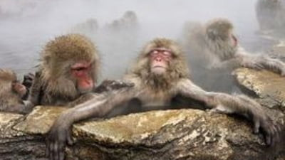 Distractia de iarna a macacilor sauna Galerie Foto .jpg