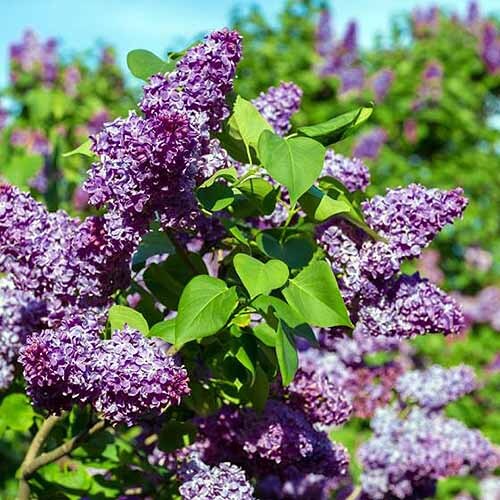 Lilac Tree1.jpg