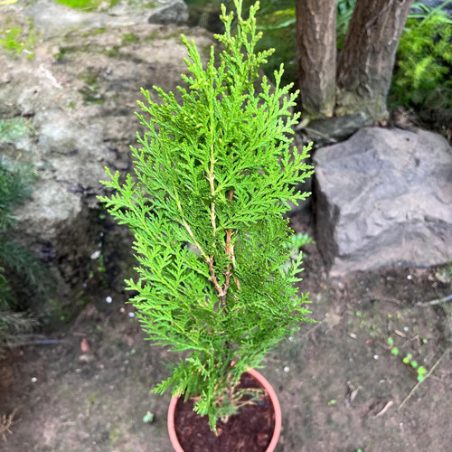 Thuja plant1.jpg