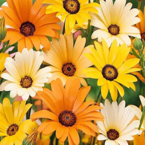 Dimorphotheca aurantiaca flower1.jpg