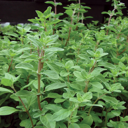 marjoram plant1.jpg