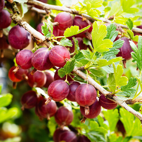 Gooseberry fruit1.jpg