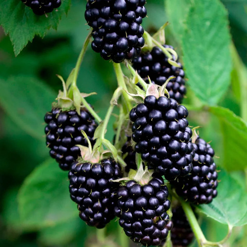 Blackberry fruit1.jpg