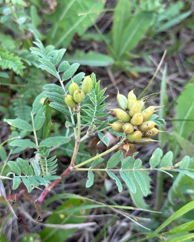 Astragalus plant..jpg