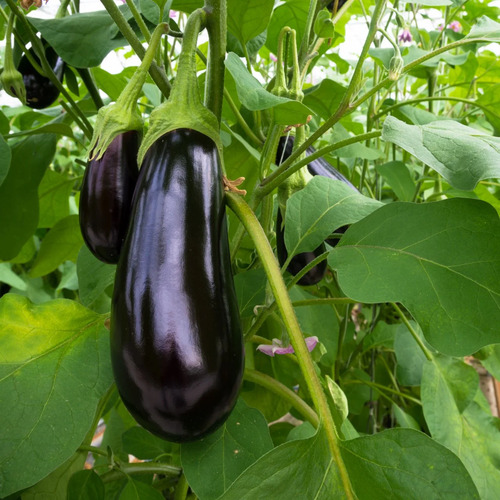 Eggplant vegetable1.jpg