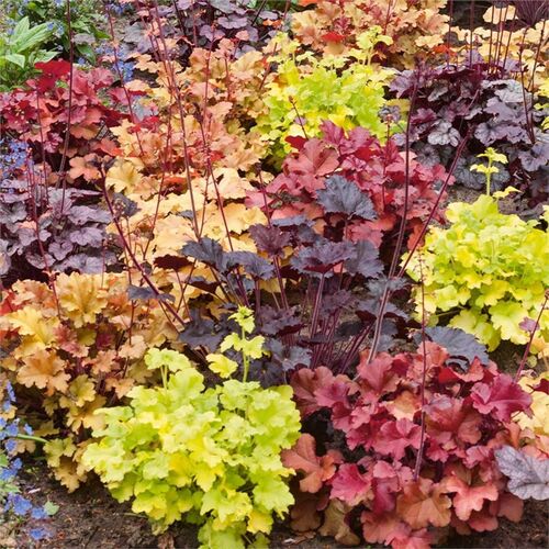 Heuchera plant1.jpg