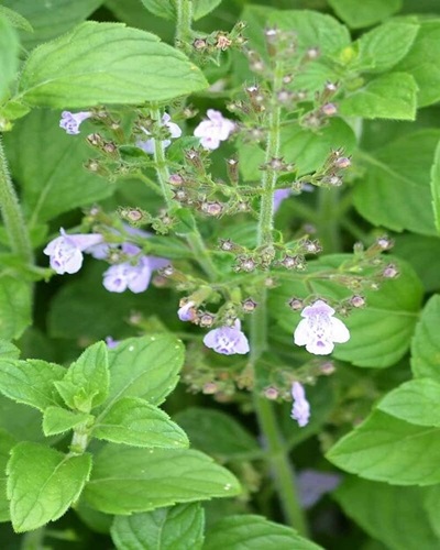 CALAMINTHA plant1.jpg