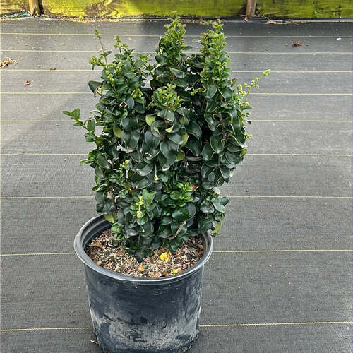 Ligustrum plant1.jpg