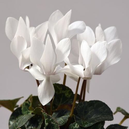 cyclamen flower3.jpg