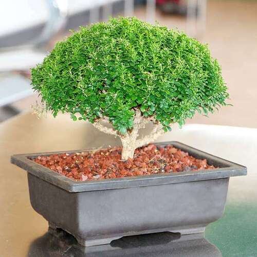 Bonsai tree1.jpg