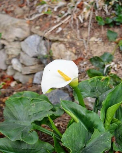 Calla lily,Arum lily, Zantedeschia is a genus of herbaceous, perennial, flowering plant in the Aroid.jpg