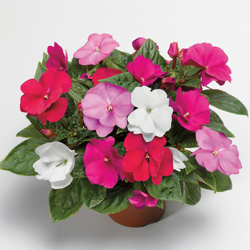 Impatiens flower2.jpg