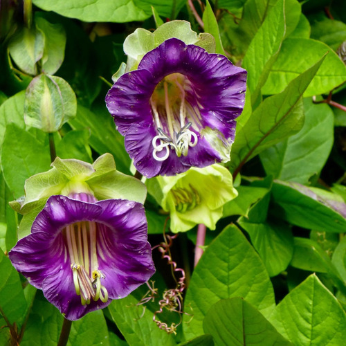 Cobaea Scandens flower1.jpg