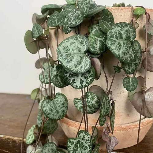 Ceropegia plant1.jpg