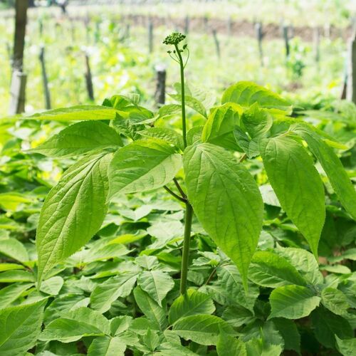 Ginseng plant1.jpg
