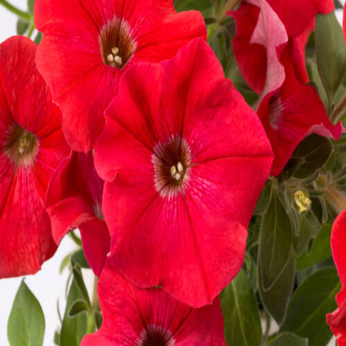 Beautiful red flowers of petunia on white background, close up.jpg