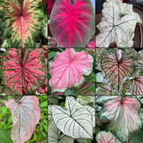 Caladium plant1.jpg