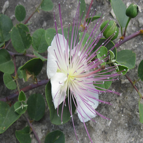 Capparis flower2.jpg