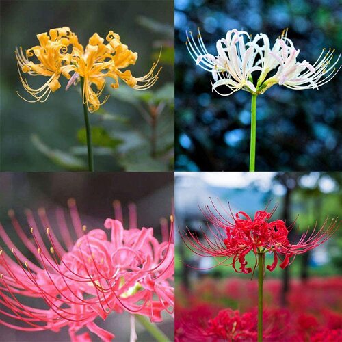 Lycoris flower2.jpg