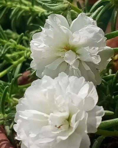 double Moss Rose flower1.jpg