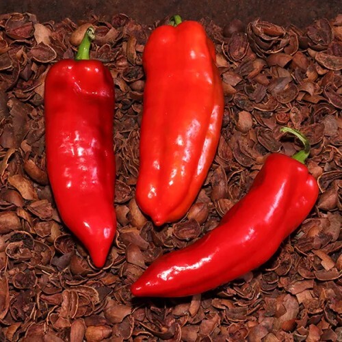 Sweet Pepper vegetable1.jpg