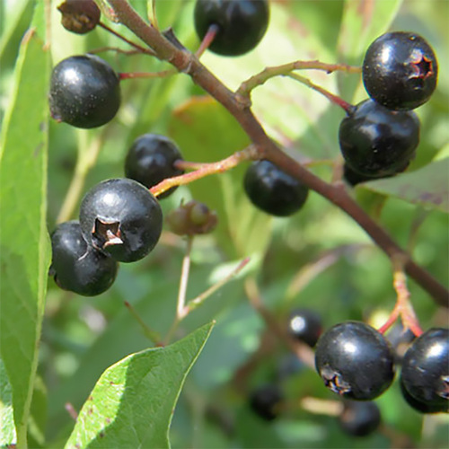 Huckleberry fruit1.jpg