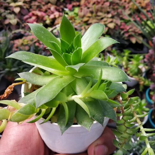 Sempervivum plant2.jpg