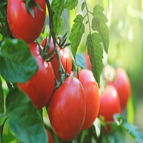 TOMATO vegetable1.jpg