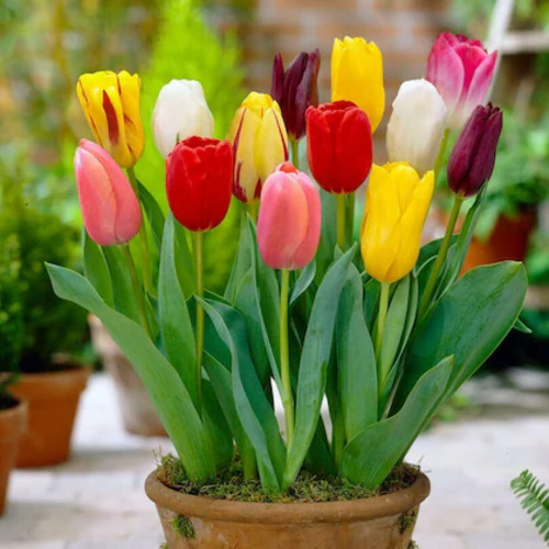 Tulip flower2.jpg