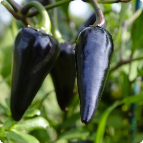 Pepper vegetable4.jpg