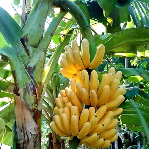 Banana fruit1.jpg