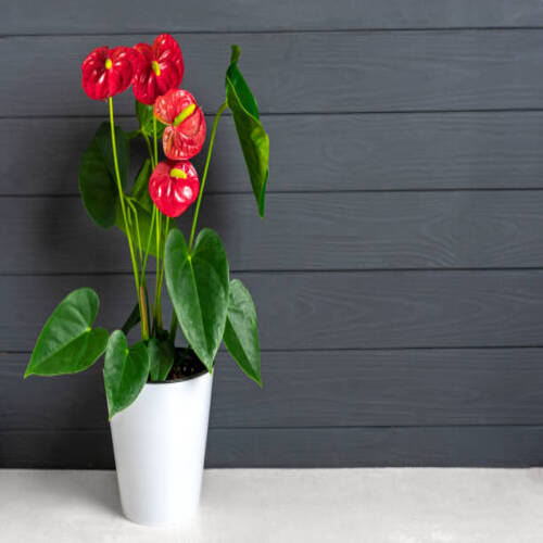 House plant Anthurium in white flowerpot isolated on white table and gray background Anthurium is he.jpg