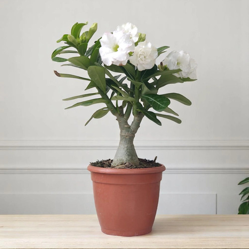 Adenium obesum flower3.jpg