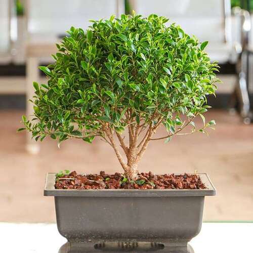 Bonsai tree2.jpg