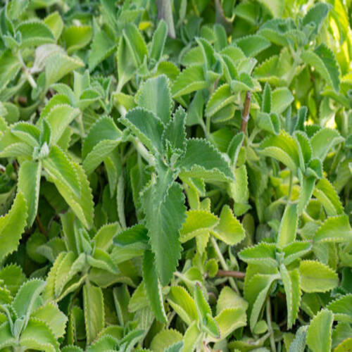 cuban oregano plant close-up on a sunny day.jpg