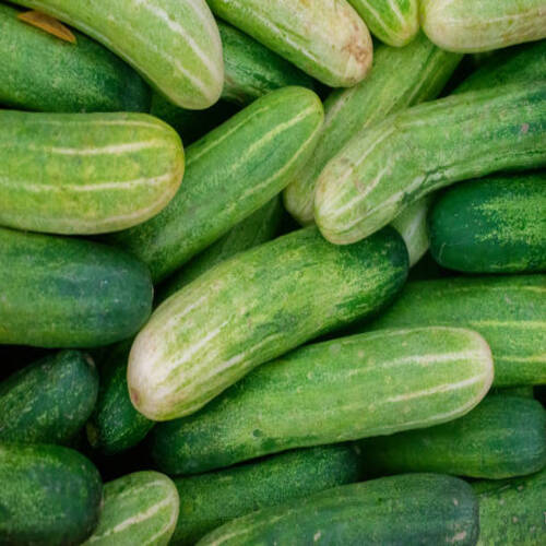 Fresh green cucumbers for sale at the market. Cucumbers background..jpg