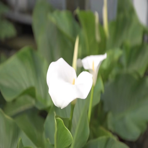 calla lily flower2.jpg