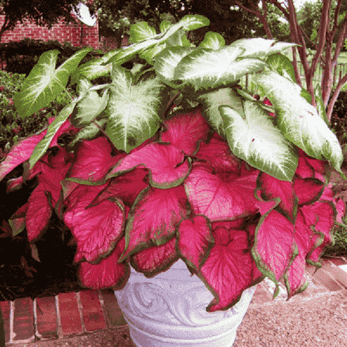 Caladium plant3.jpg
