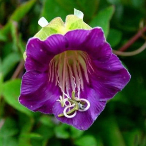 Cobaea Scandens flower3.jpg