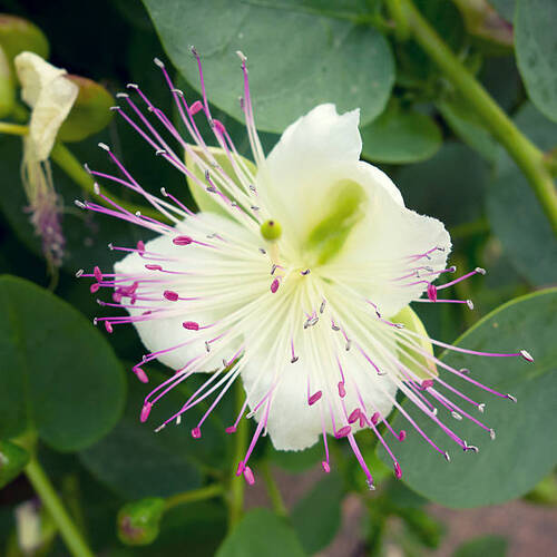 Capparis spinosa - the caper bush, also called Flinders rose..jpg