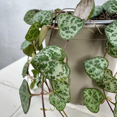 Ceropegia plant2.jpg