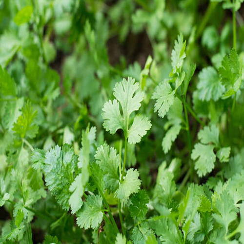 Health benefits of coriander. Coriander is loaded with antioxidants.jpg