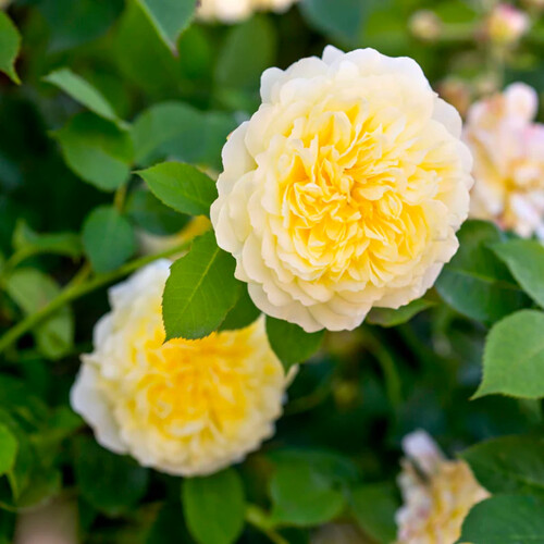 Climbing Rose flower2.jpg
