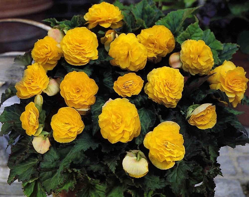 61dHhy3gPtL. SL1000 .jpg