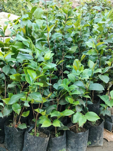 71 pjlB3pdL. SL1156 .jpg