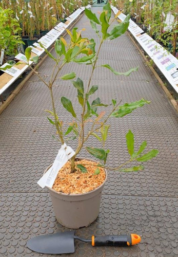 1AnuorNZRhi47zMBGPSgxDBCmEf9geuHJRDIq9al9yk0vmHCBI0 GcEy9PLtJNXmZjP3fLBoWSGhx9gPtIEVCLPmnvdKLNag9wDA.jpg