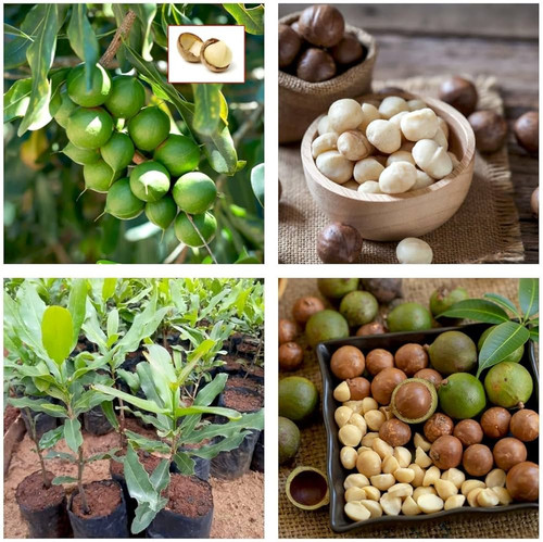 71ReYlTU 0L. AC UF1000,1000 QL80 .jpg