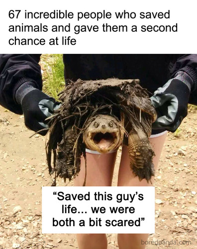 wholesome saved rescued animals.jpg