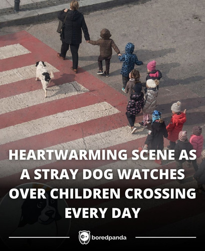 HEARTWARMING SCENE AS A STRAY DOG WATCHES OVER CHILDREN CROSSING EVERY DAY.jpg